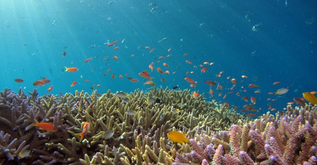 深刻なサンゴの白化問題…その救世主になるかもしれない「サンゴ風タイル」とは【Steenz Breaking News】