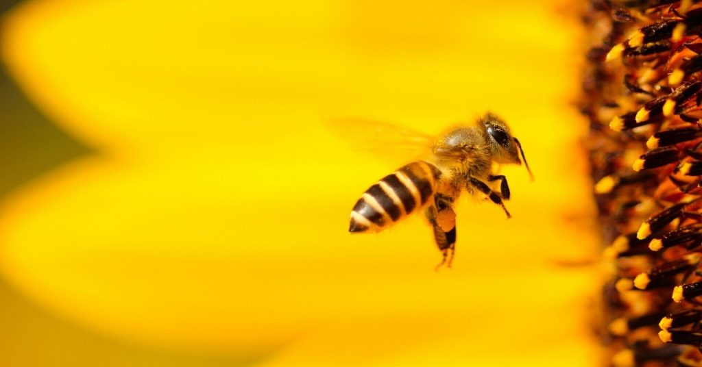世界からミツバチが消えたなら…。コスメブランドがミツバチの保護活動をおこなう理由【Steenz Breaking News】