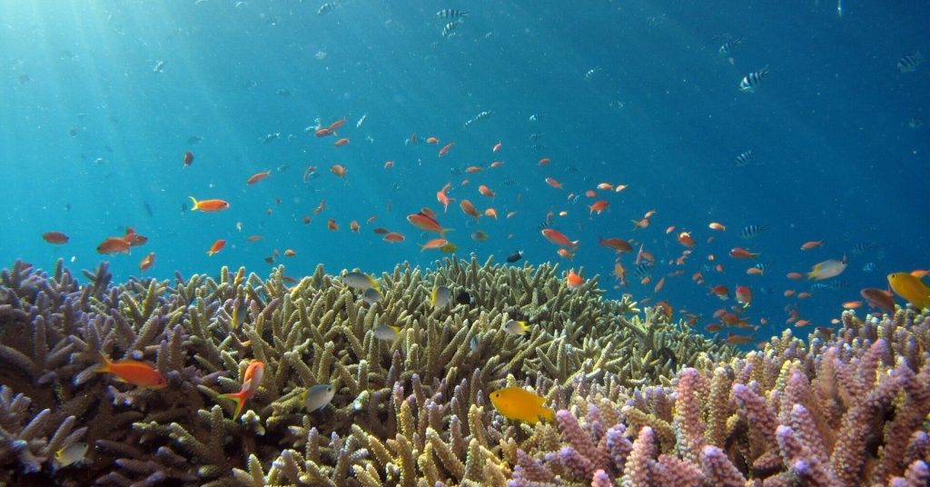 深刻なサンゴの白化問題…その救世主になるかもしれない「サンゴ風タイル」とは【Steenz Breaking News】