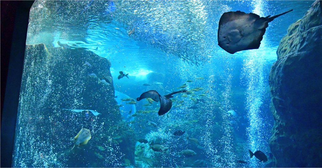 冬の水族館ならこのイベントに決まり！宝石みたいに輝く生物がみられる新江ノ島水族館「Jewerium」 【Steenz Breaking News】
