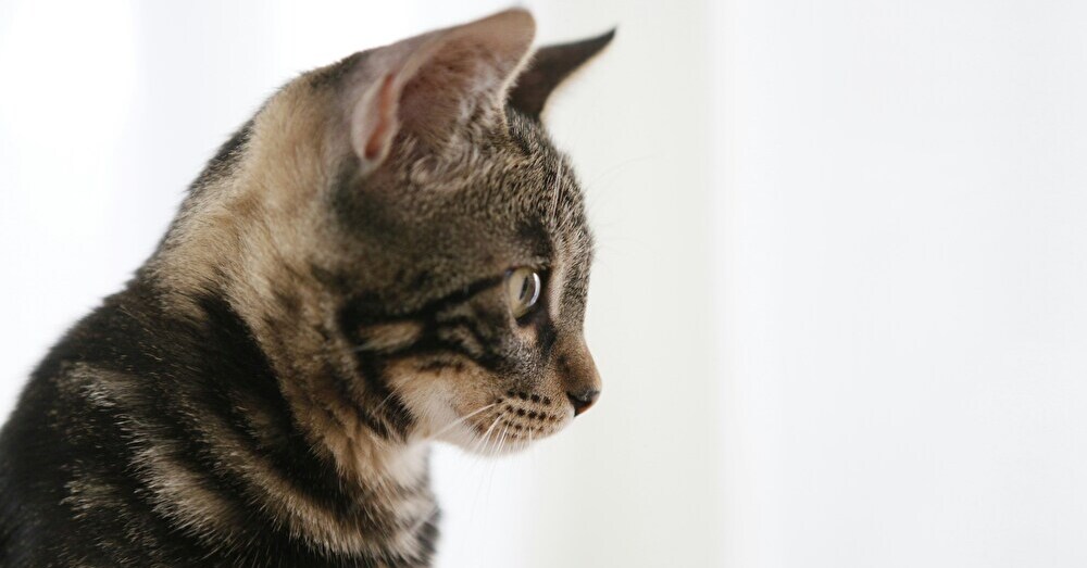 2月22日は猫の日！保護猫を助ける活動に貢献できるチャリティ付き猫グッズ【Steenz Breaking News】