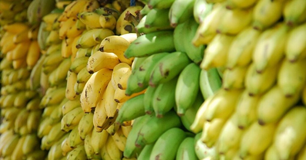 バナナの量り売りや紙パッケージがいずれは主流に？バナナから考える持続可能な社会とは【Steenz Breaking News】
