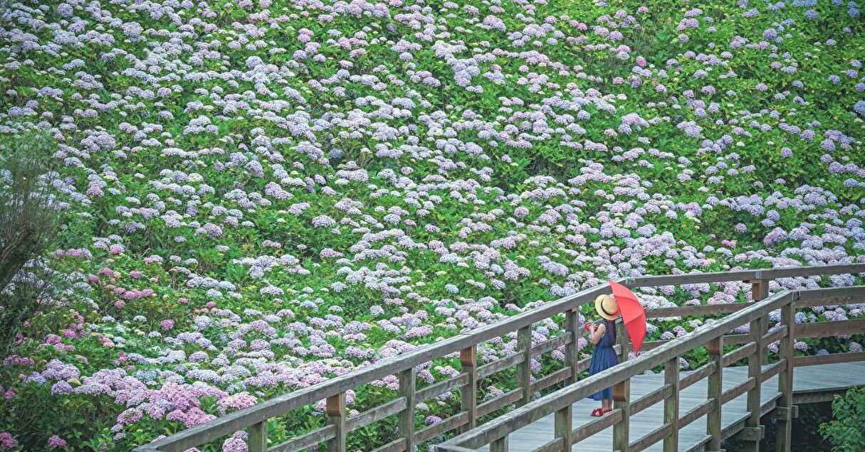 雨の日こそおでかけにピッタリ！紫陽花（あじさい）の名所に出かけよう【Steenz Breaking News】