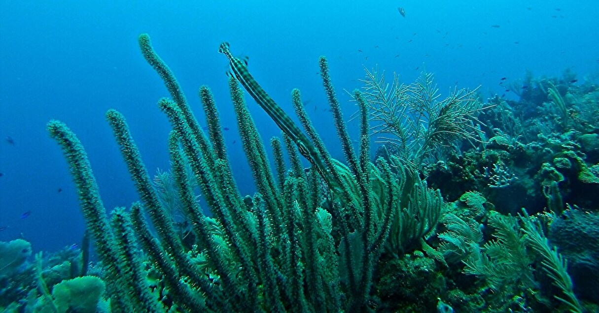 ミミズや魚を模したロボットが活躍中！生物の進化に着目した技術「生物模倣」って？【Steenz Breaking News】