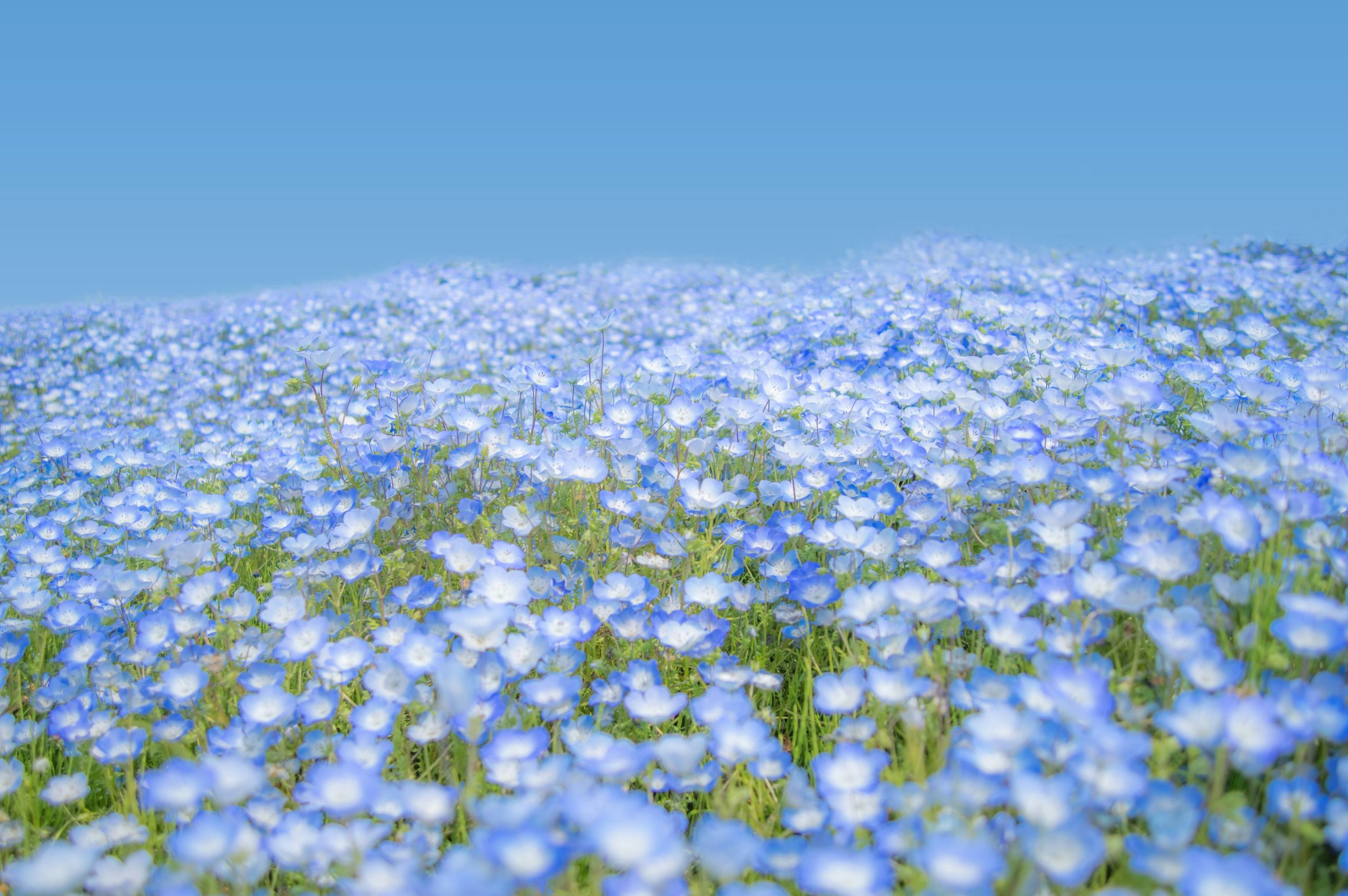 今日行ける！連休後にも行ける！花のある絶景スポット【Steenz Breaking News】
