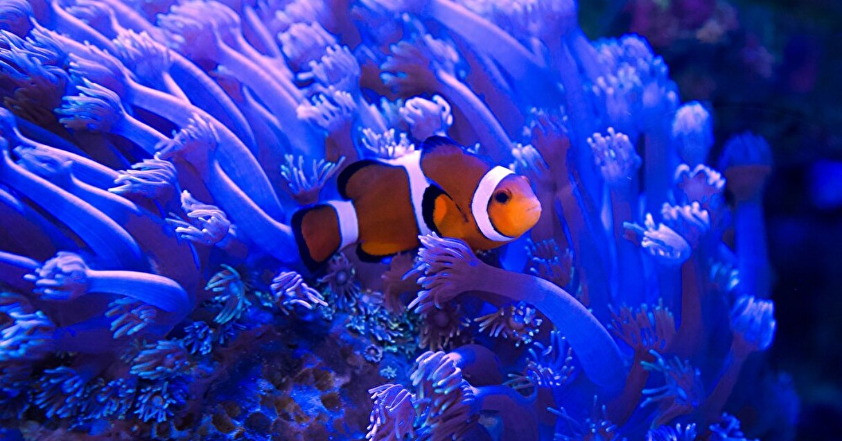 海が熱いと体が縮む?クマノミの驚くべき生存戦略に注目!【Steenz Breaking News】