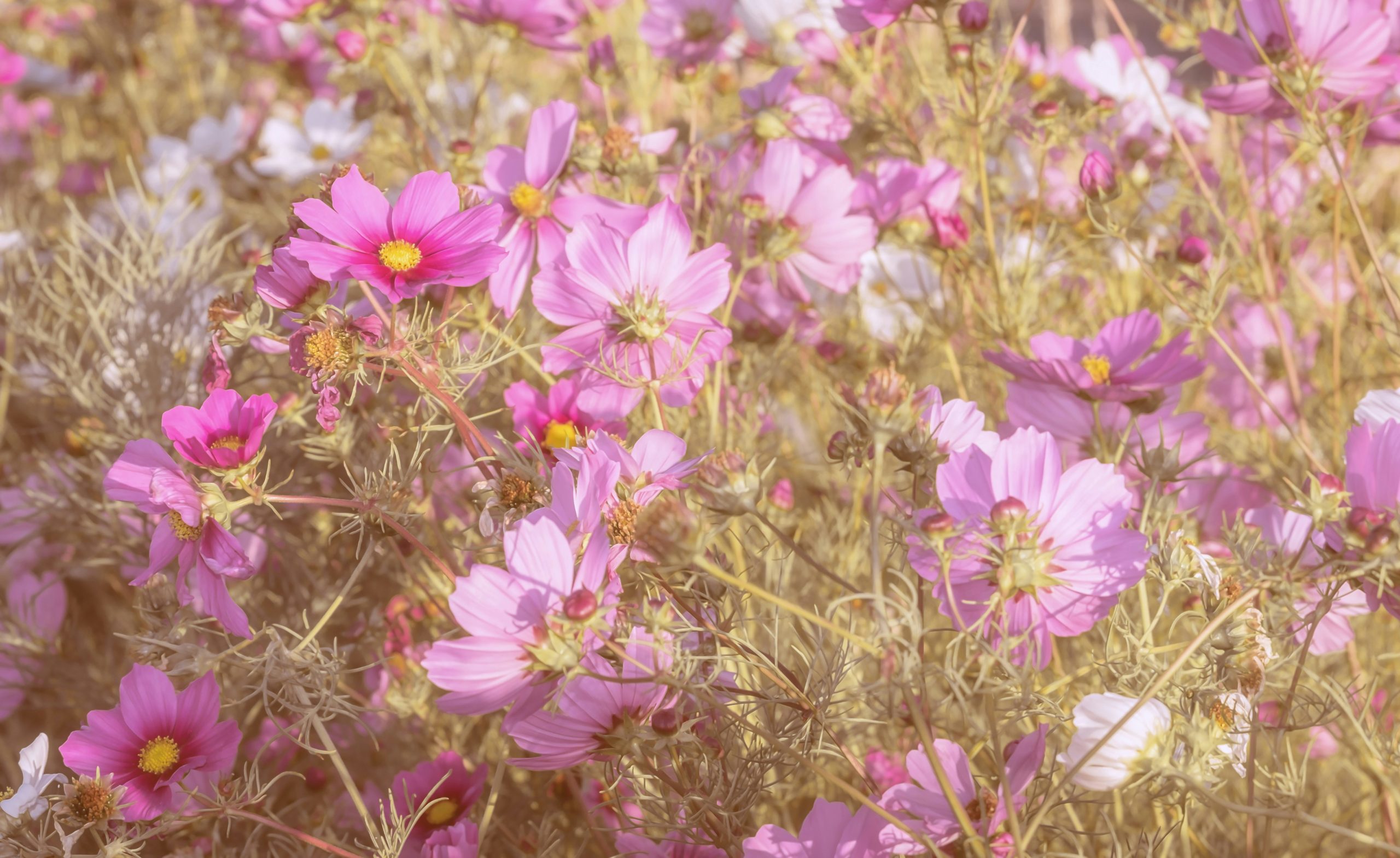コスモス、ダリアにコキア! 秋の花や植物を楽しめる公園へ行ってみよう【Steenz Breaking News】