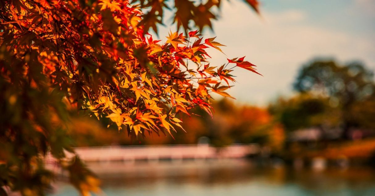 鮮やかに色づく木々の変化や場所を確認できる!各国の紅葉を追うシステムに注目【Steenz Breaking News】