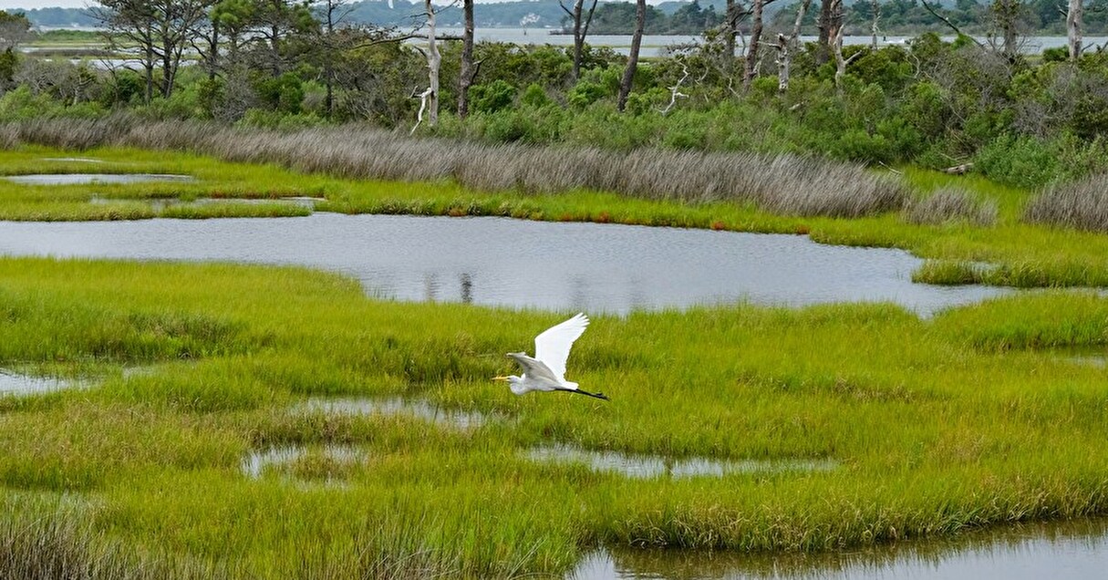 学生部門も！ 日本中の自然を守る取り組みを表彰する「日本自然保護大賞2025」受賞団体をチェック【Steenz Breaking News】