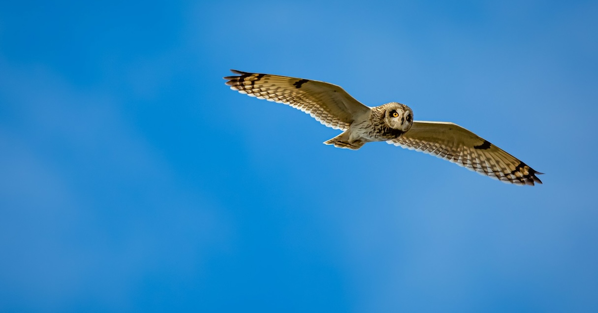 韓国では全面禁止に。「かわいい!」の前に知っておきたい、野生動物カフェが抱えるリスク【Steenz Breaking News】