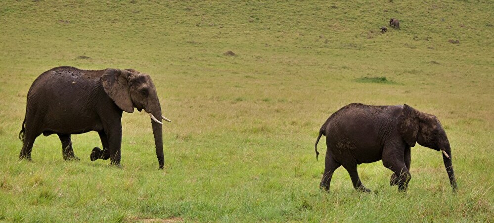 巧妙化する野生生物の密輸手口。違法取引の取り締まりにAIが活躍中【Steenz Breaking News】