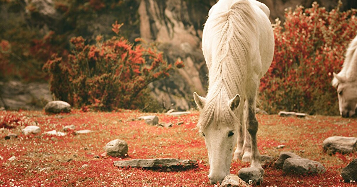 2026年は午年！ ウマにちなんだイベントに行ってみよう【Steenz Breaking News】