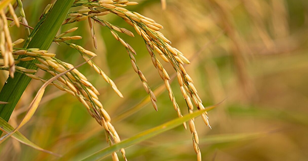 日本のコメ問題から世界の農業・環境課題に貢献するスタートアップ企業に注目! 【Steenz Breaking News】