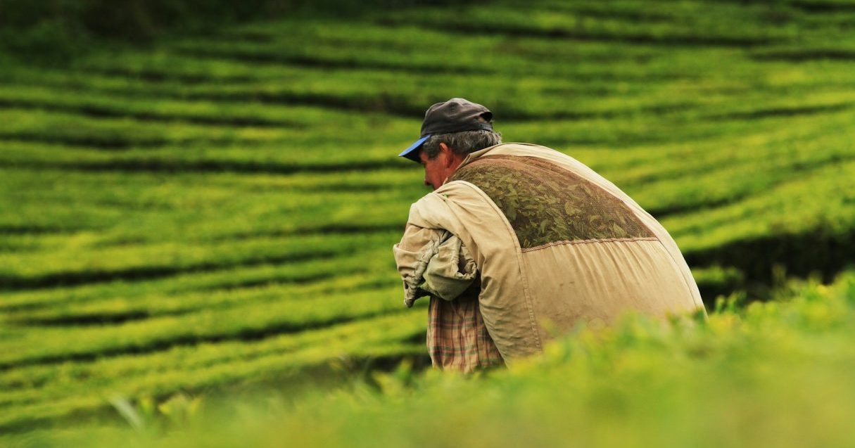 世界で104ヵ所、日本では17ヵ所が認定。文化や景観、生物多様性も評価する「世界農業遺産」とは？【Steenz Breaking News】