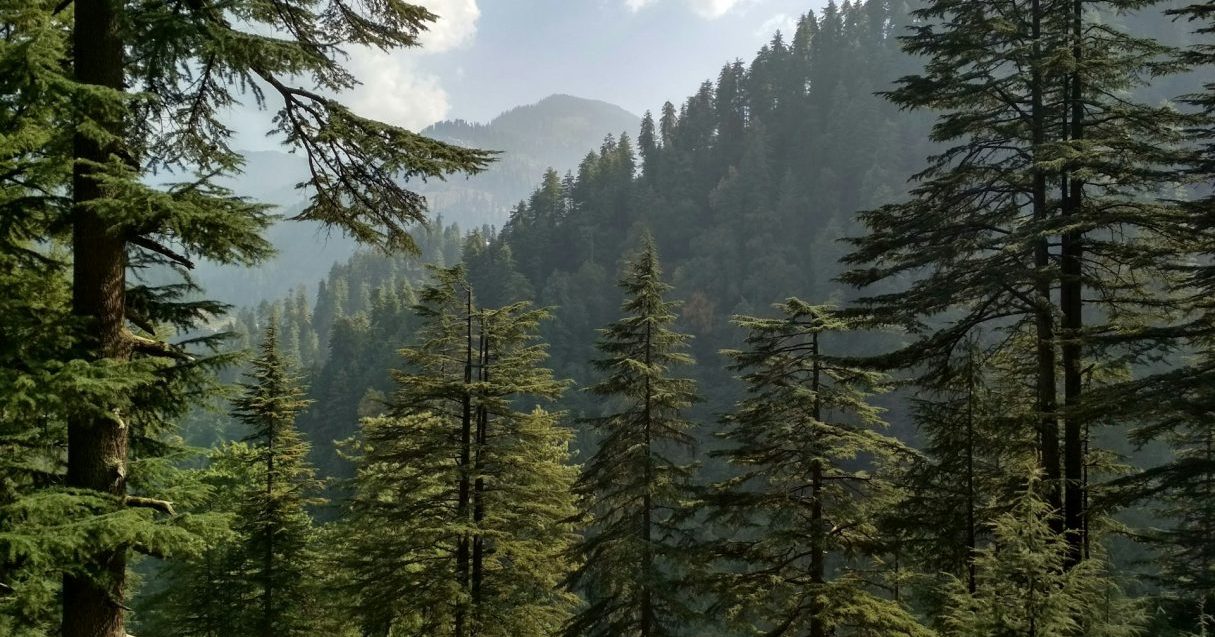 花粉症や水害対策としても期待大？ カーボンニュートラルを支える「J-クレジット」【Steenz Breaking News】