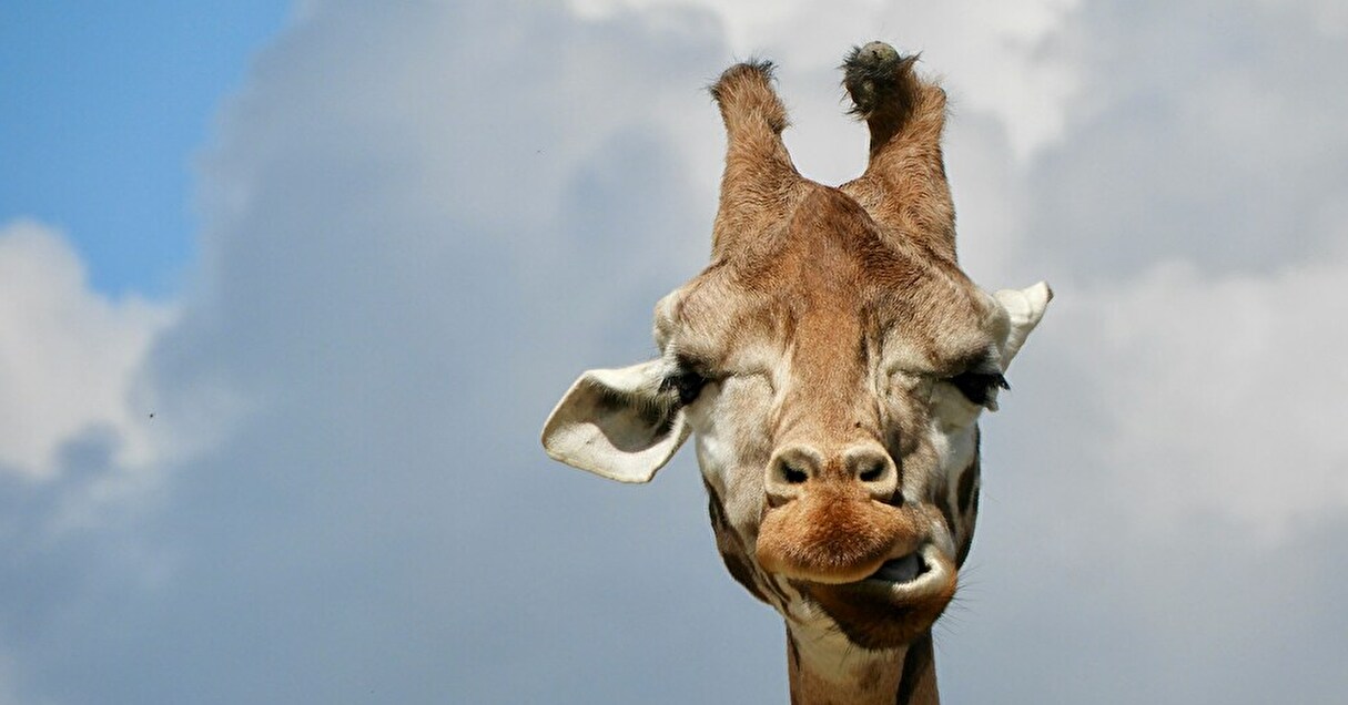 おもしろ写真で笑って学べる！ 動物写真コンテスト「The Comedy Wildlife Photography Awards」が環境保護を後押し【Steenz Breaking News】