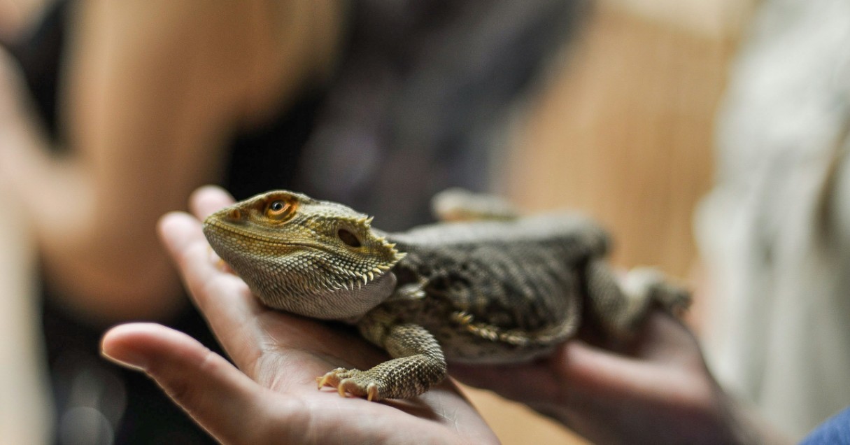 9月20日～26日は動物愛護週間！ 「かわいい」の先にある命への責任とは【Steenz Breaking News】