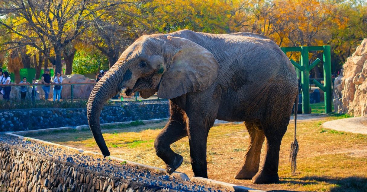 長生きは飼育技術や獣医療発展の証?シルバーウィークにご長寿動物に会いに行こう【Steenz Breaking News】